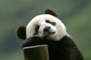 Royal Academy of Mandarin and Chinese Culture