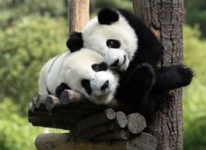 Royal Academy of Mandarin and Chinese Culture